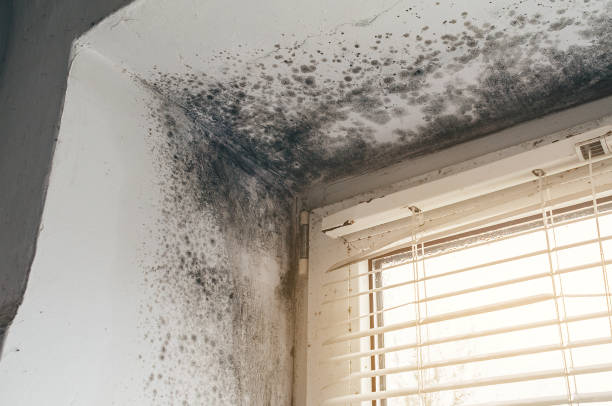Affordable Black Mold Remediation solutions in Windsor Mill, MD